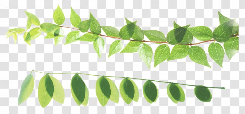 カットスペースゼロ Leaf Vignette Clip Art - Branch Transparent PNG