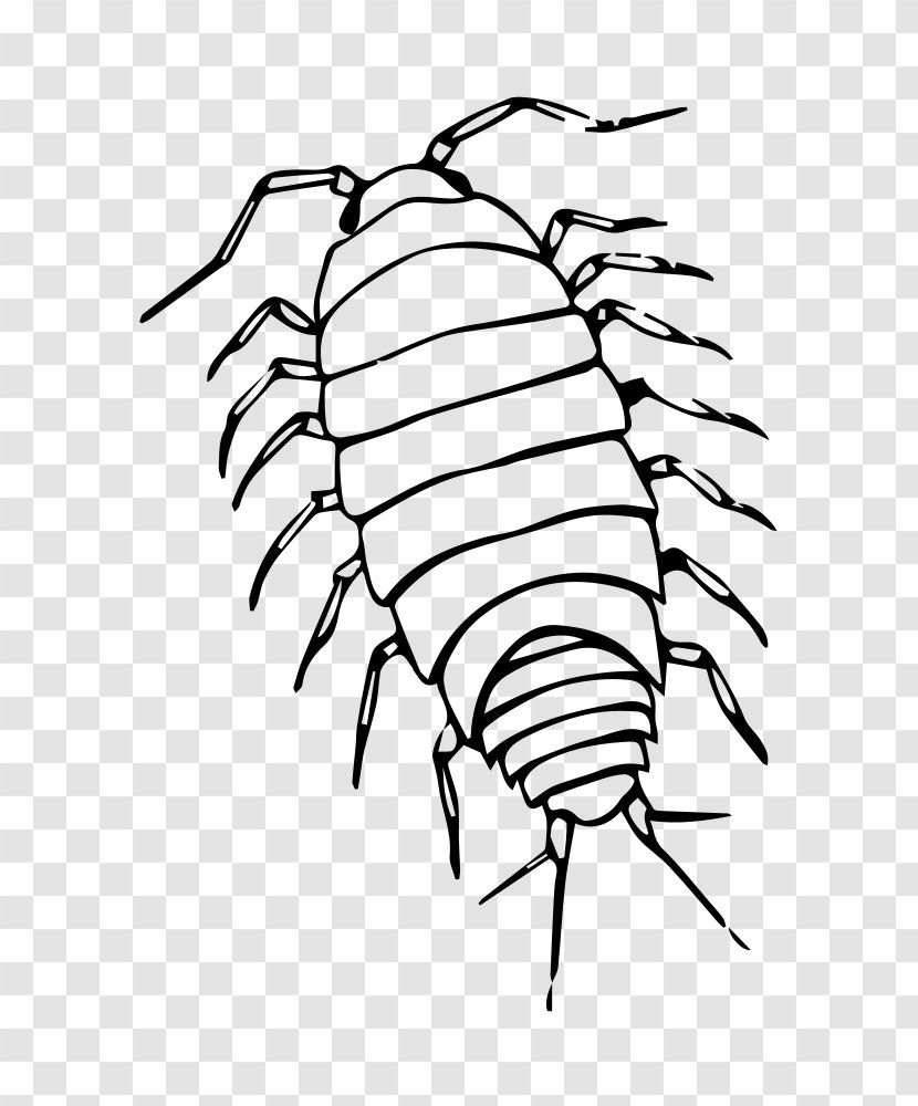 Drawing Tree - Rolypoly - Isopod Transparent PNG