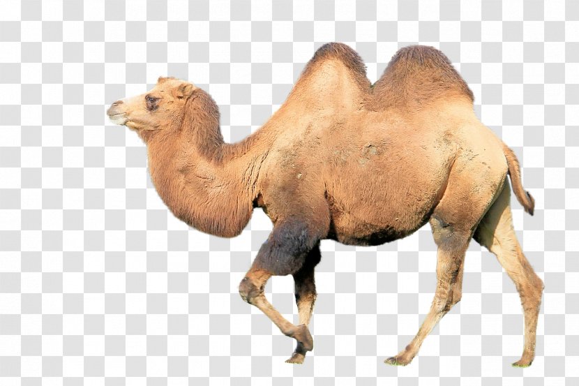 Bactrian Camel Dromedary Budgerigar Face Animal - Snout Transparent PNG