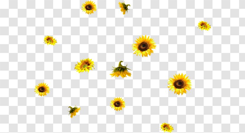 Common Sunflower PhotoScape Ping - Iphone - Flower Transparent PNG