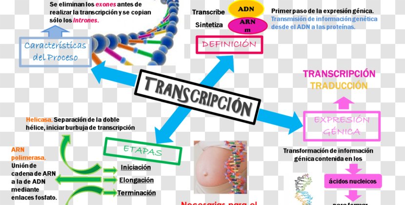Human Genome Project DNA Replication Transcription Genetics - Web Page - Diabetes Mellitus Transparent PNG