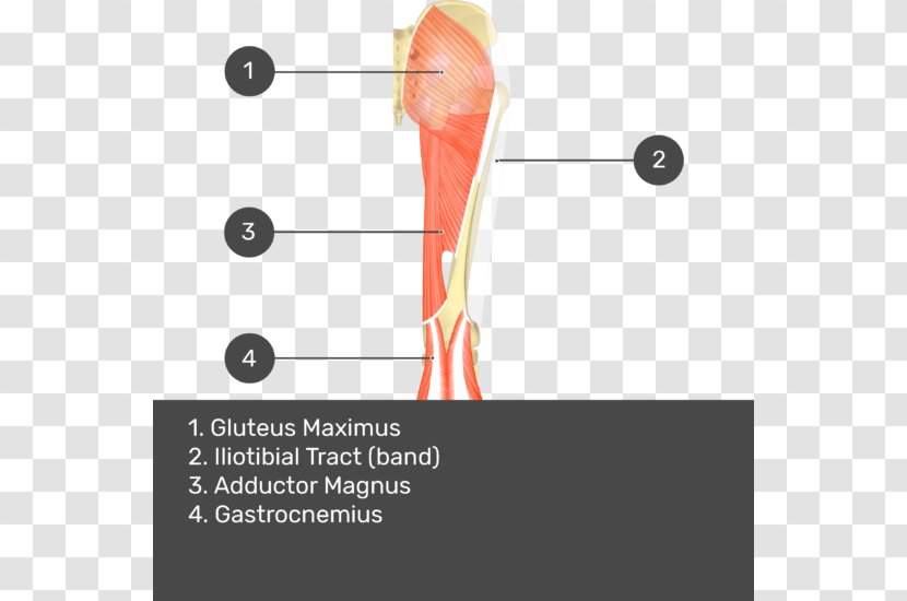 Gluteus Medius Muscle Gluteal Muscles Maximus Biceps Femoris - Silhouette Transparent PNG