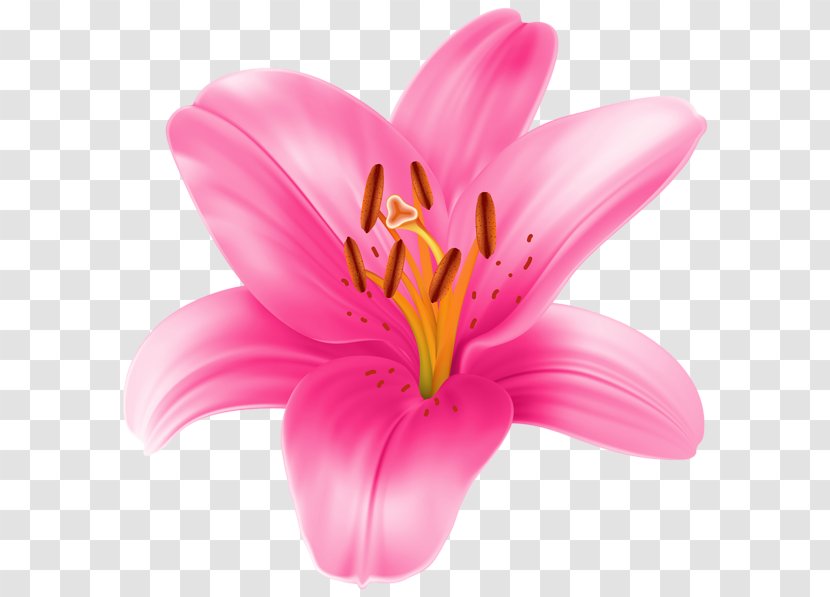 Tiger Lily Lilium 'Stargazer' Candidum Auratum Clip Art - Cut Flowers Transparent PNG