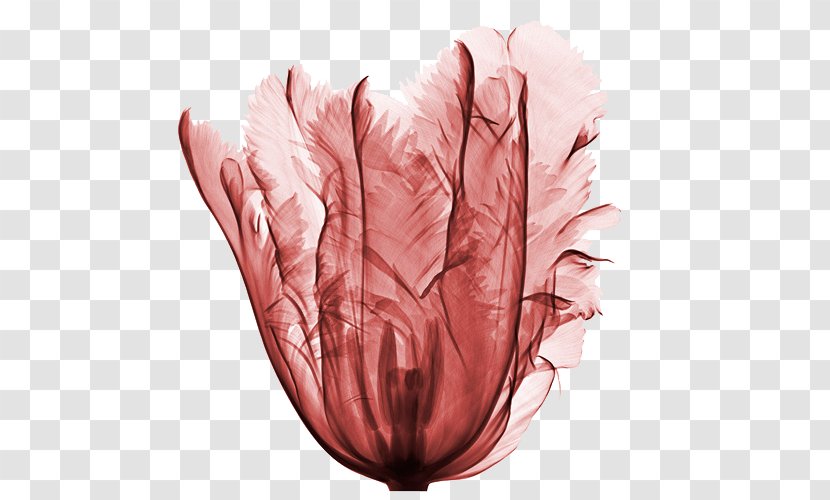 France Flower X-ray Tulip - Xray Generator Transparent PNG