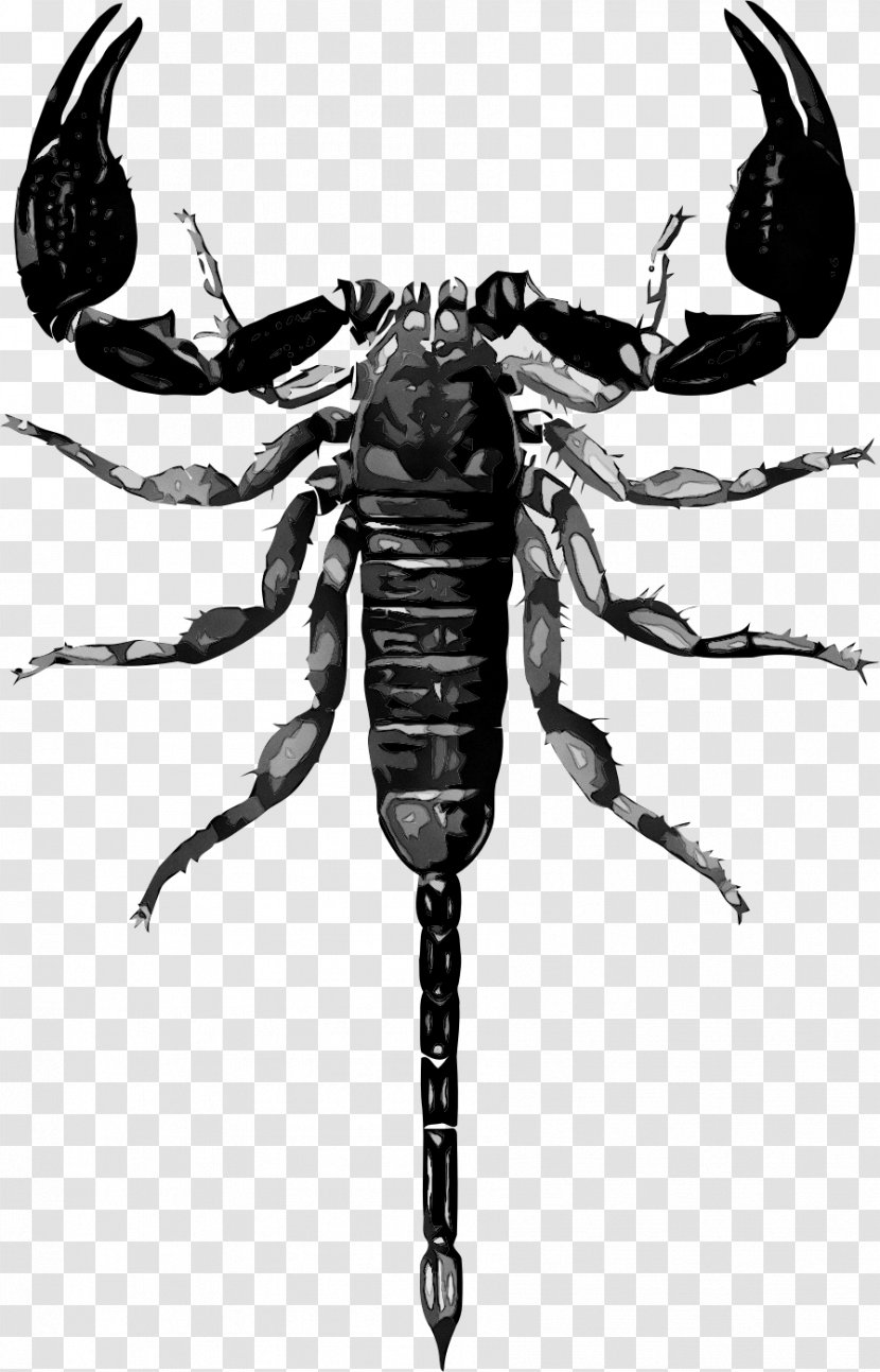 Scorpion Vector Graphics Clip Art Drawing - Invertebrate - Insect Transparent PNG