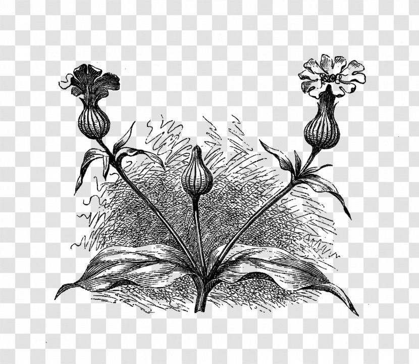 Drawing Visual Arts Clip Art - Wildflower - Wild Flower Transparent PNG