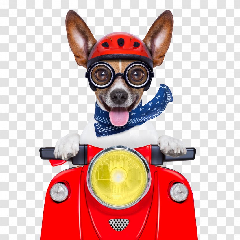 Dogu2013cat Relationship Pet Transportation Of Animals - Eyewear - Cycling Dog Transparent PNG