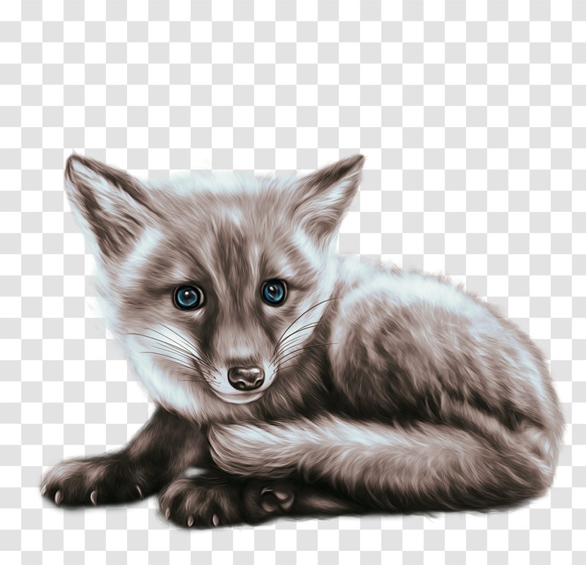 Lion Drawing - Wildlife - Kit Fox Small To Mediumsized Cats Transparent PNG