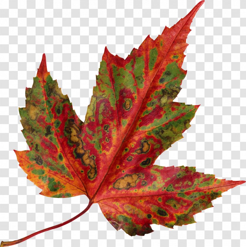 Red Maple Autumn Leaf Color - Leaves Transparent PNG