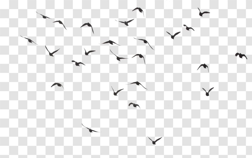 Bird Download Clip Art - Wing - Birds Transparent PNG