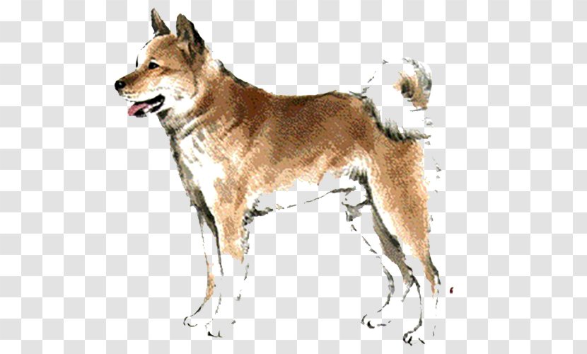 Saarloos Wolfdog Czechoslovakian Kunming Chinese Zodiac Rat - Tongue Dog Transparent PNG