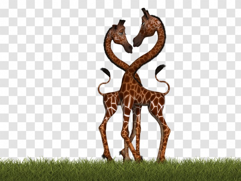 Northern Giraffe Mammal Pixabay Illustration - Two Giraffes Transparent PNG