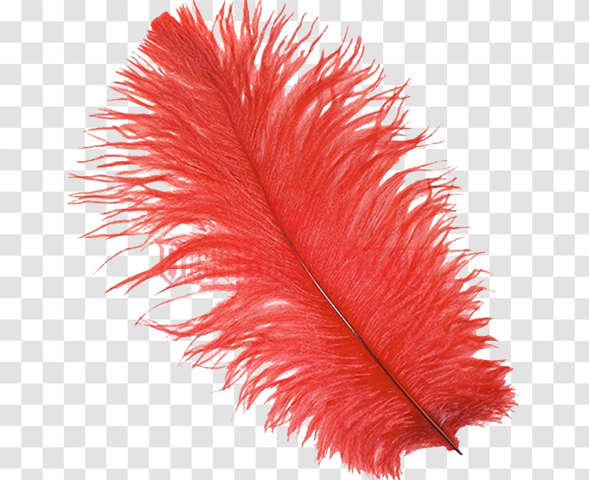 Common Ostrich Feather Bird Plume Red - Hat Transparent PNG