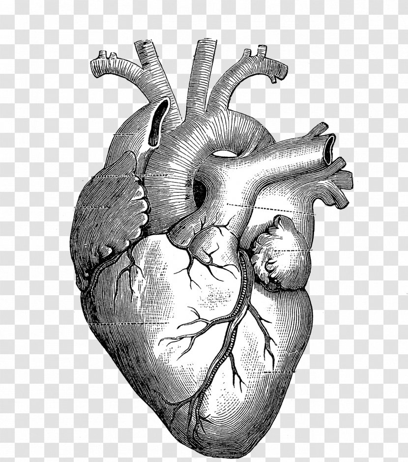 Drawing Anatomy Heart Diagram - Cartoon Transparent PNG