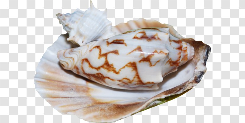Mussel Seashell Scallop Food - Shankha Transparent PNG