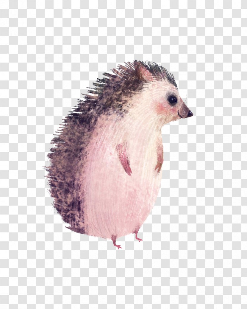 Hedgehog Drawing Animal Illustration - Printmaking - Animals Transparent PNG