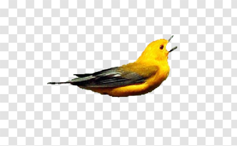 Finches Beak Old World Orioles Fauna Feather - Flycatcher - Flappy Bird Gif Transparent PNG