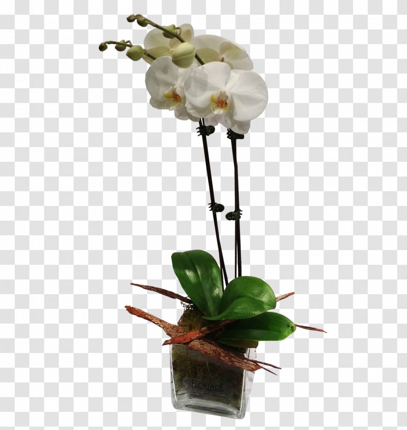Flower Moth Orchids Plant Stem Transparent PNG