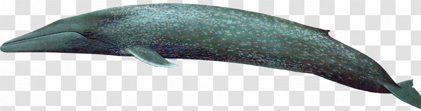 Dolphin Marine Mammal Porpoise Cetacea - Animal Figure - Killer Whale Transparent PNG
