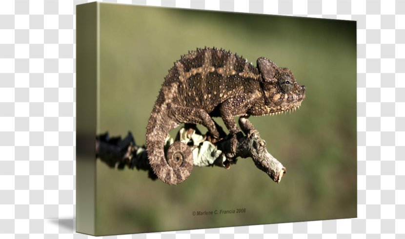 Chameleons Gecko African Chameleon Terrestrial Animal - Jacksons Transparent PNG