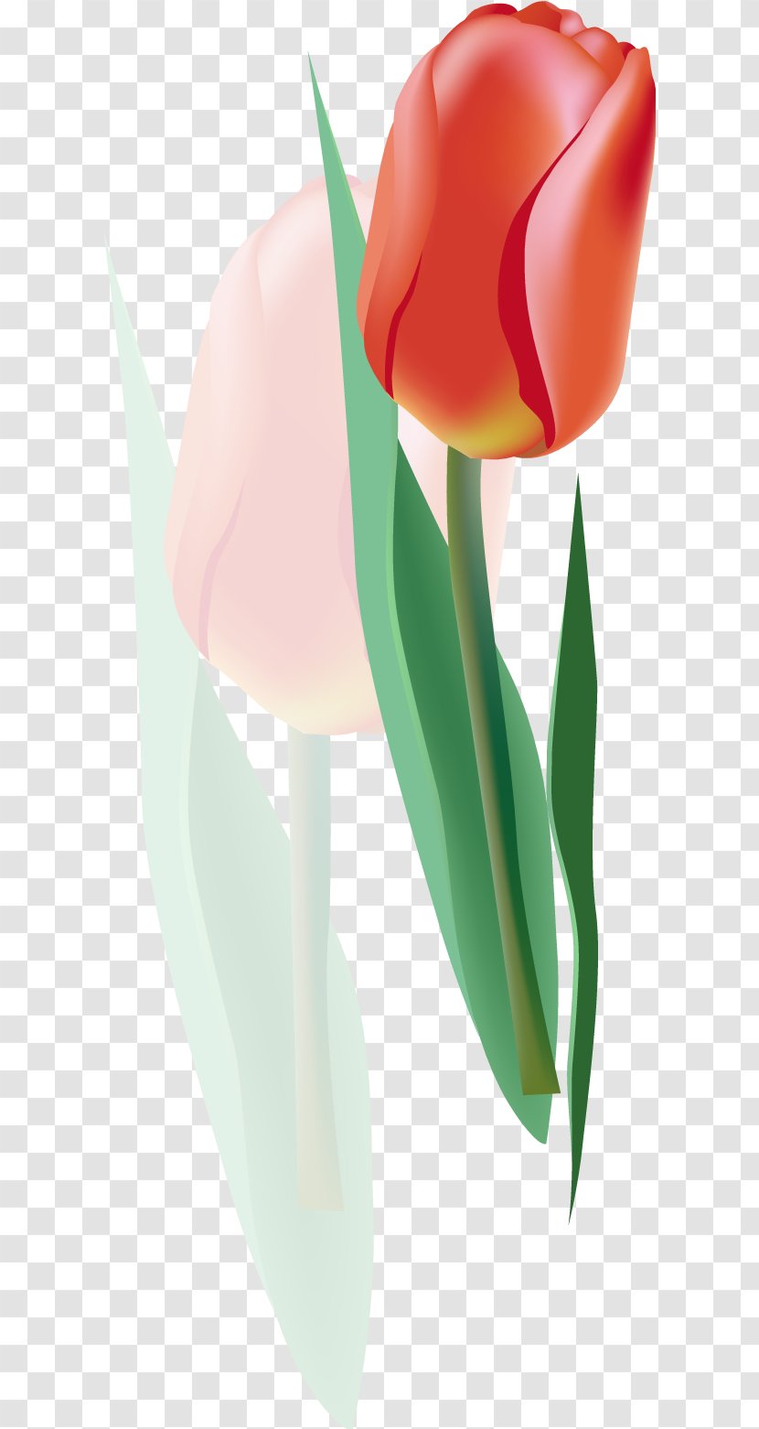Tulip Euclidean Vector Flower - Pink - 6 Transparent PNG