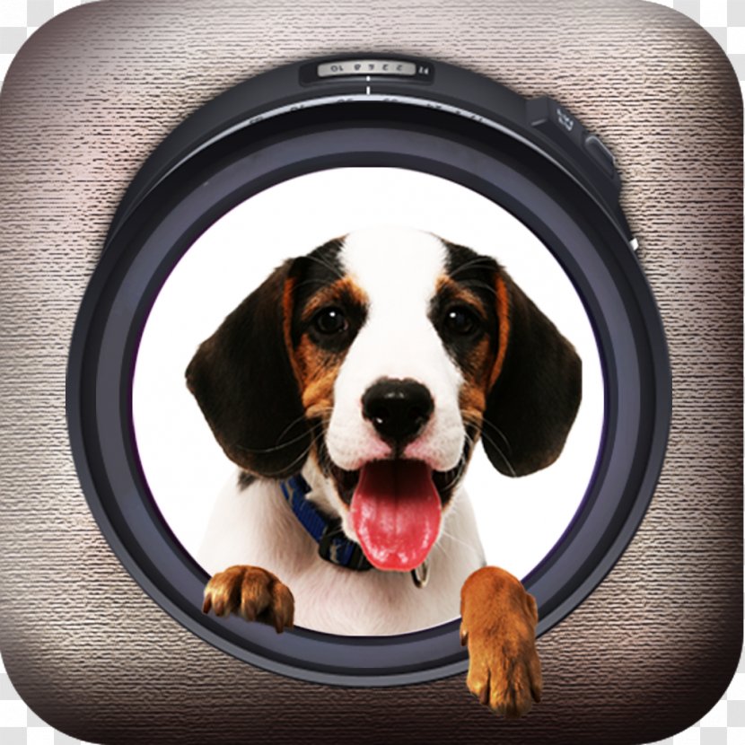 Beagle Puppy Pet Sitting Dog Breed Transparent PNG