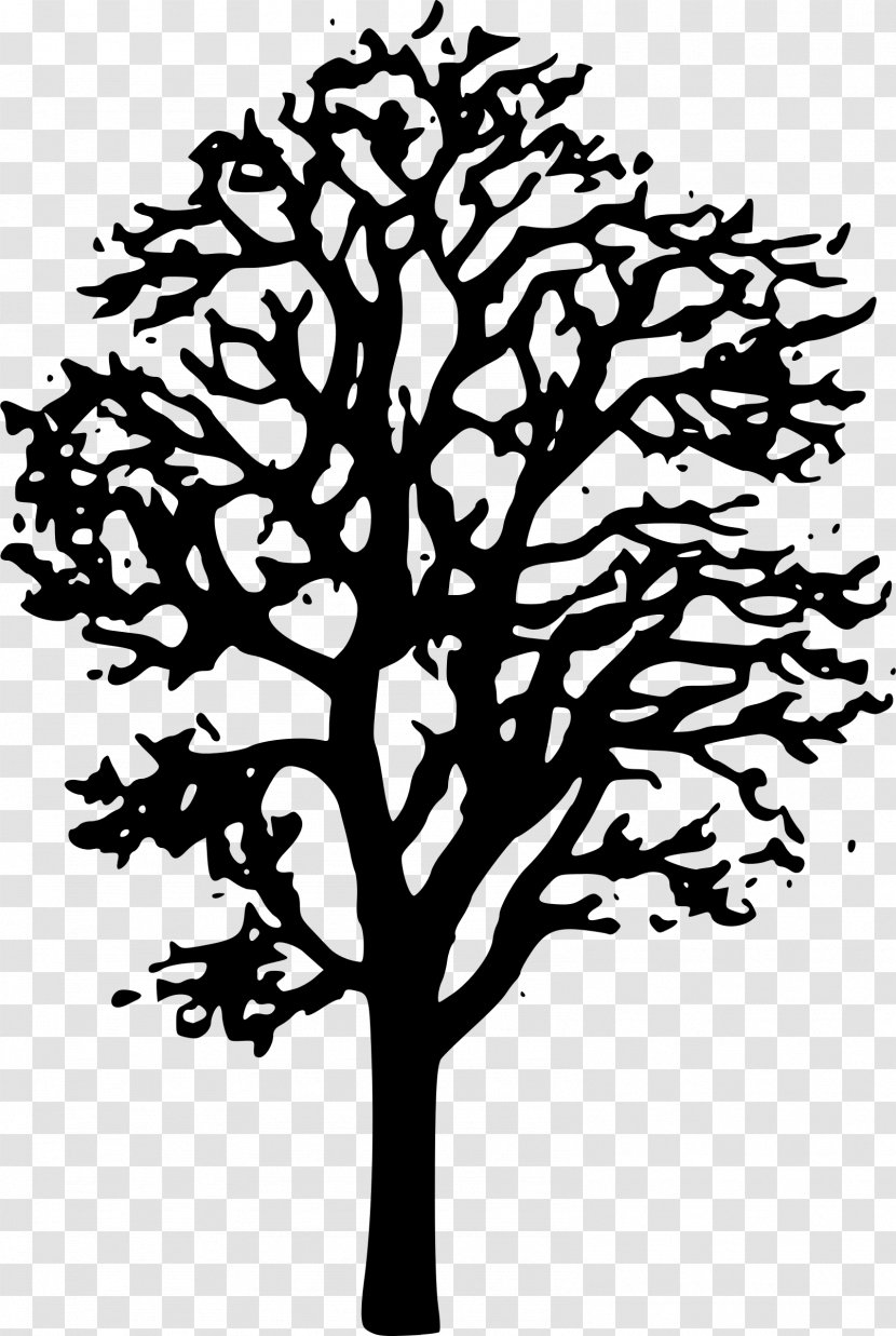 Japanese Maple Tree Clip Art - Willow Vector Transparent PNG