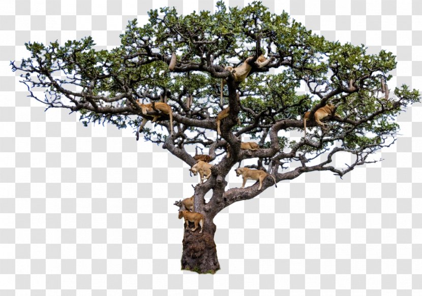 Lion Serengeti Tree Climbing Leopard - Woody Plant - Pride Of Lions Transparent PNG