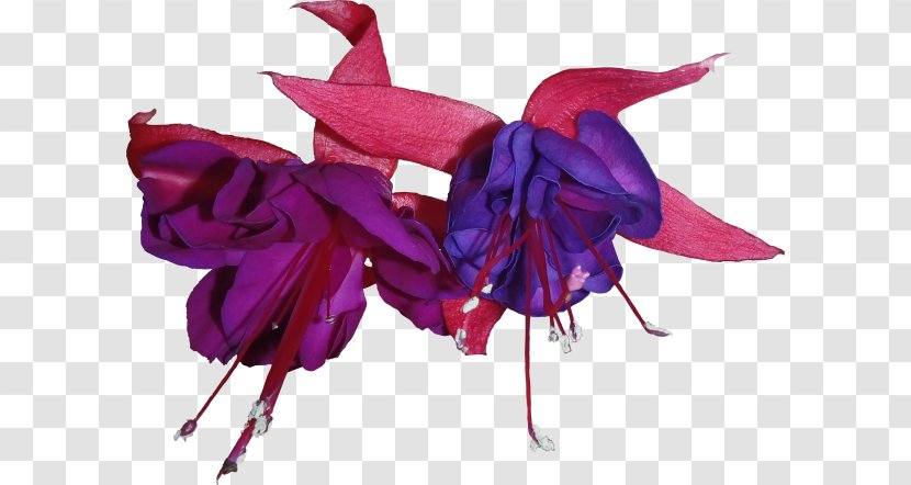 Fuchsia Flower Purple - Red Transparent PNG