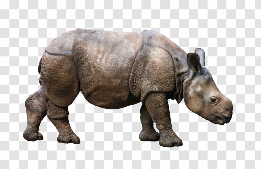 White Rhinoceros Antelope Horn Animal - Mammal - Rhino Transparent PNG