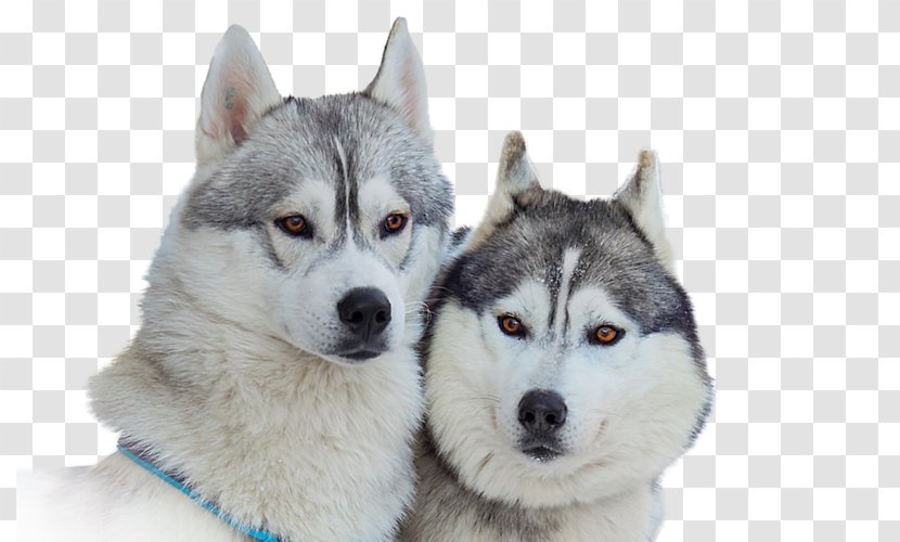 Siberian Husky Alaskan Malamute Puppy - Snout Transparent PNG