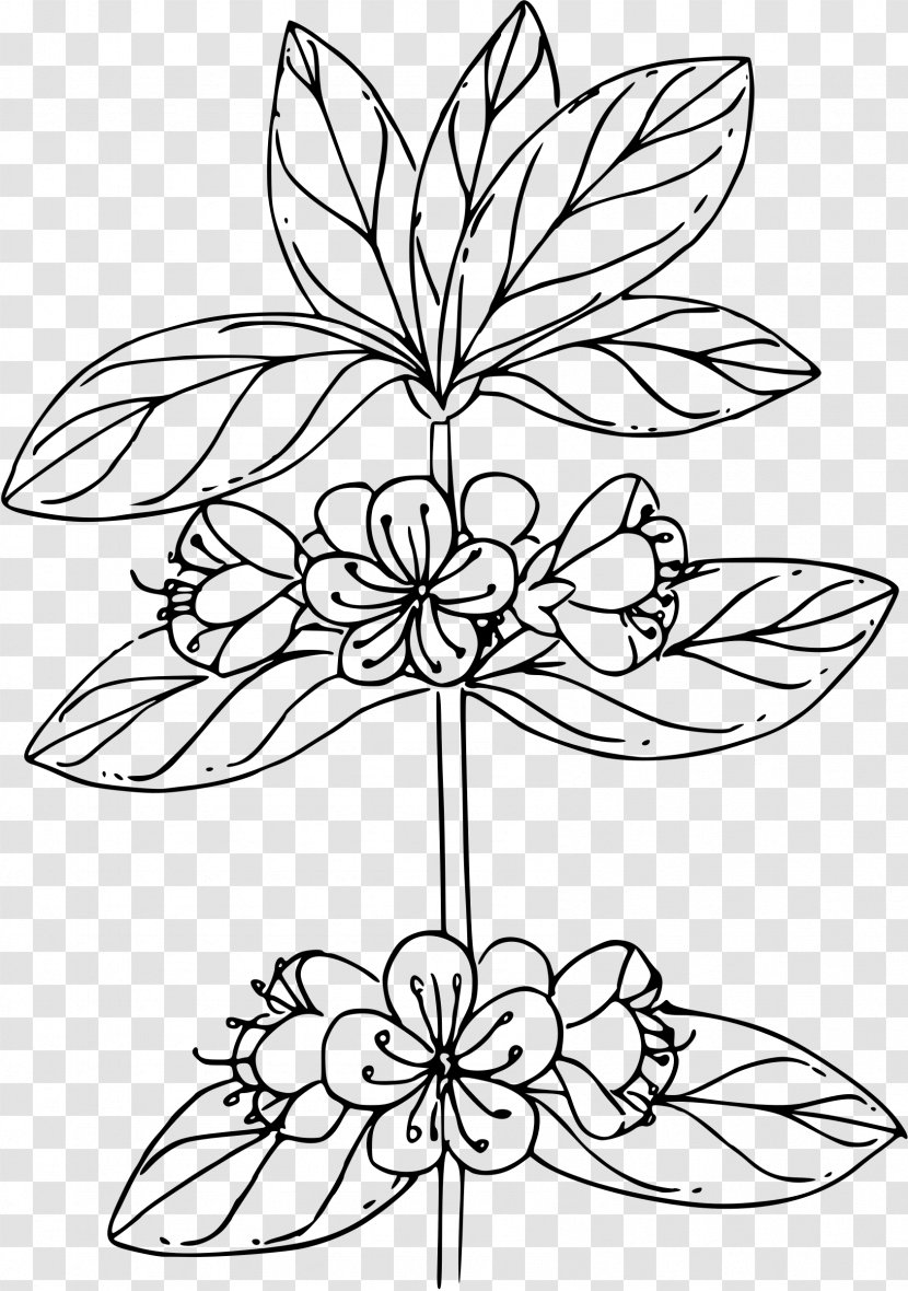 Coloring Book Floral Design Flower Clip Art - Black And White Transparent PNG