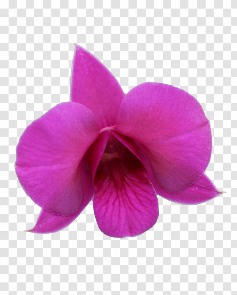 Queensland Moth Orchids Pink M Floral Emblem - Petal Transparent PNG