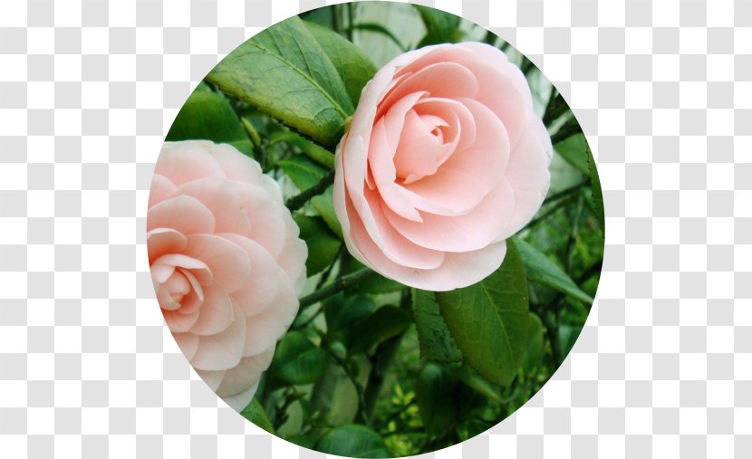 Garden Roses Lavender Marketing Zapachowy Blue - Petal - Fresh Jasmine Tea Transparent PNG
