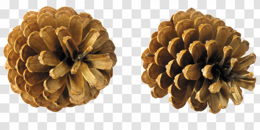 Conifer Cone Pine Clip Art Transparent PNG