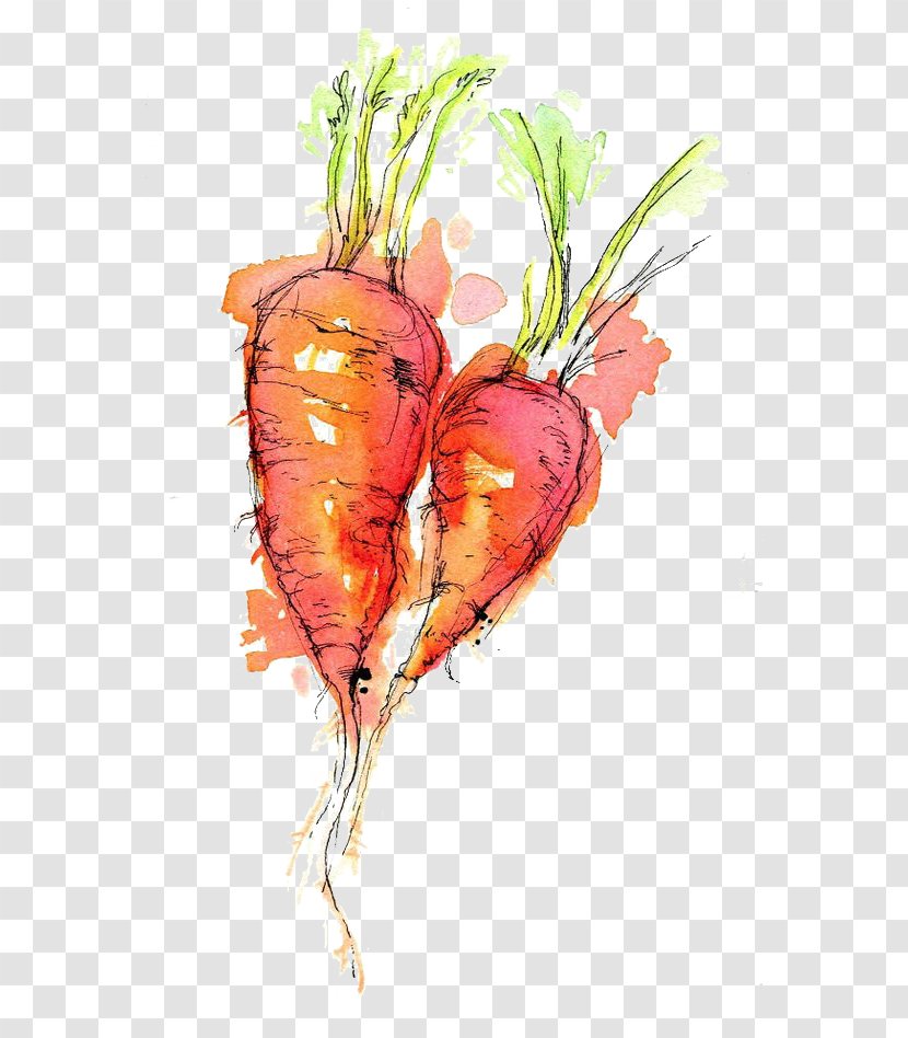 Watercolor Painting Drawing Ink Sketch - Flower - Carrot Transparent PNG