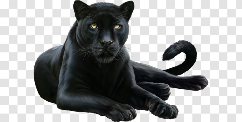 Black Panther Leopard Felidae Cougar - Big Cat Transparent PNG