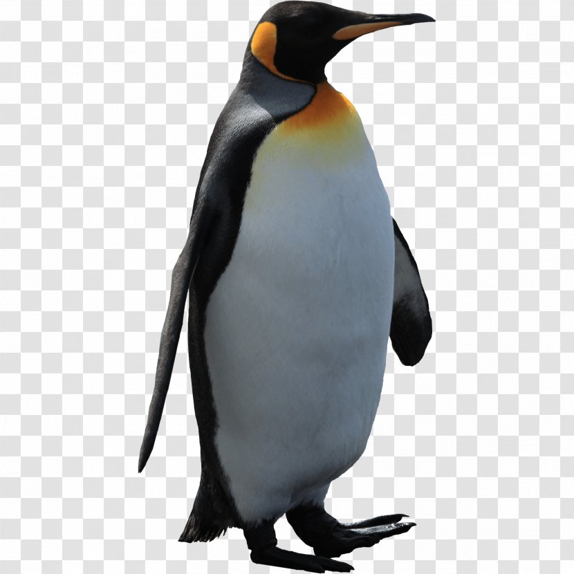 King Penguin Neck Fauna Beak - Gentoo - Imperator Image Transparent PNG