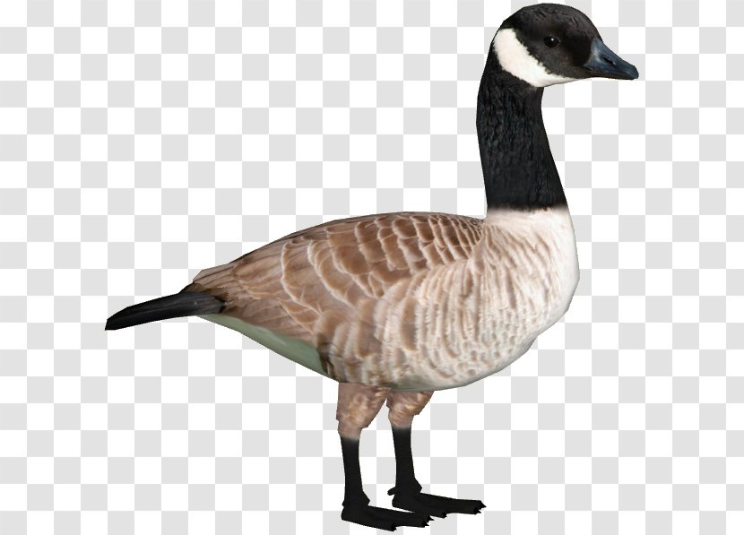 Zoo Tycoon 2 Canada Goose Duck - Branta Transparent PNG