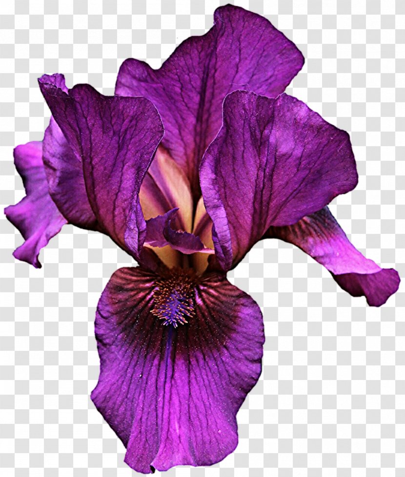 Iris Versicolor Violet Flower Light - Purple Transparent PNG