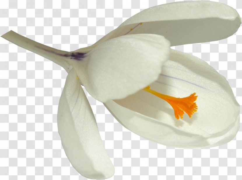 Flower Petal March 6 7 - White Flowers Transparent PNG
