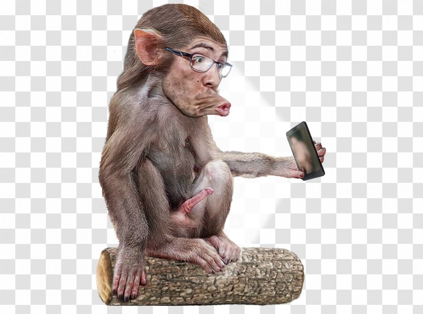 Common Chimpanzee Primate Ape Macaque Cercopithecidae - Old World Monkey - Selfie Transparent PNG