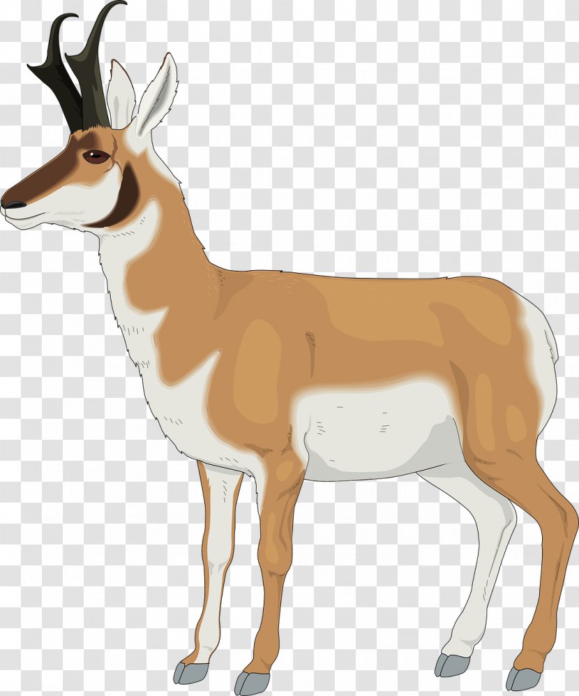 Antelope Pronghorn Clip Art - Deer - Orange Transparent PNG