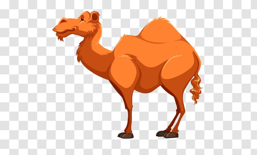 Camel Royalty-free Clip Art - Snout - Cartoon Transparent PNG