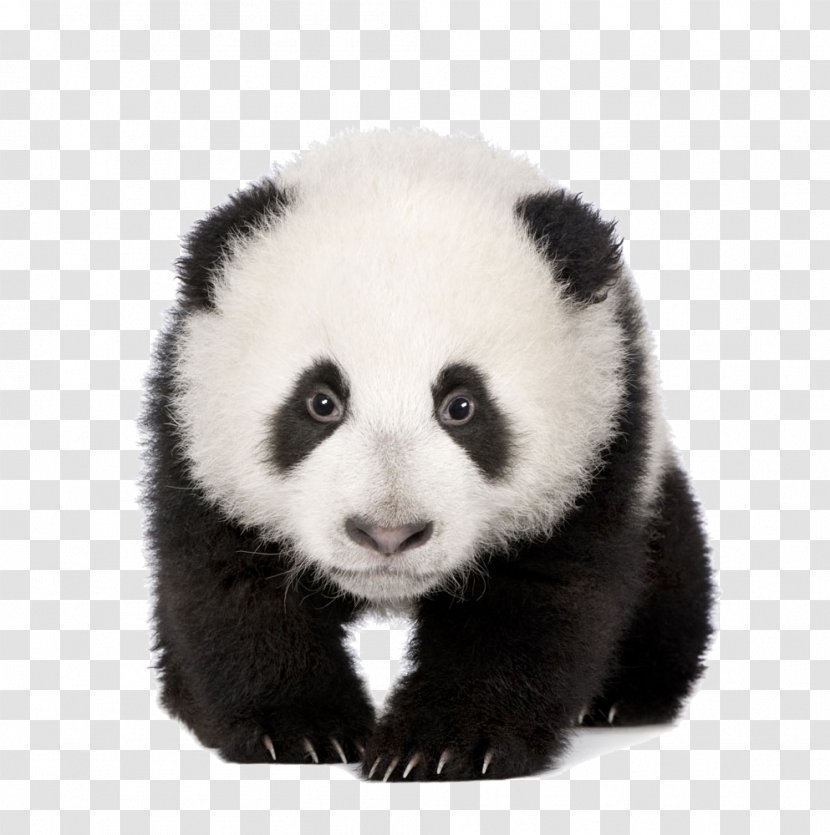 Giant Panda Red Bear Stock Photography Cuteness - A Transparent PNG