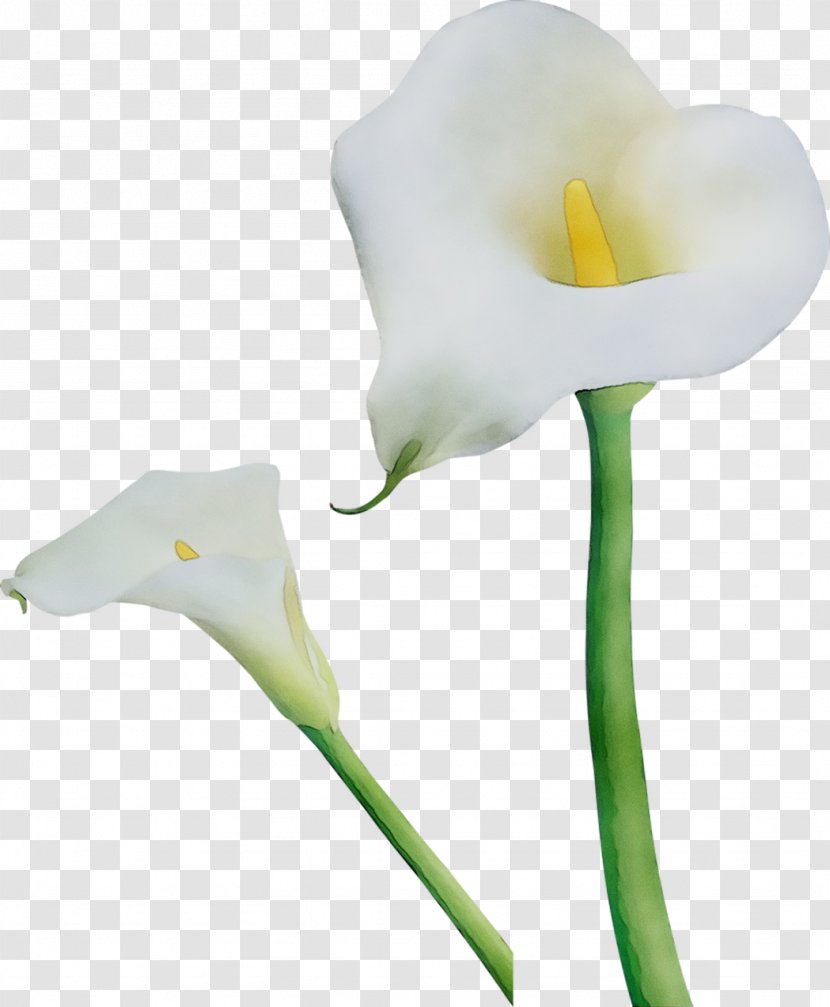 Arum Lilies Cut Flowers Moth Orchids Plant Stem - Giant White Lily - Plants Transparent PNG