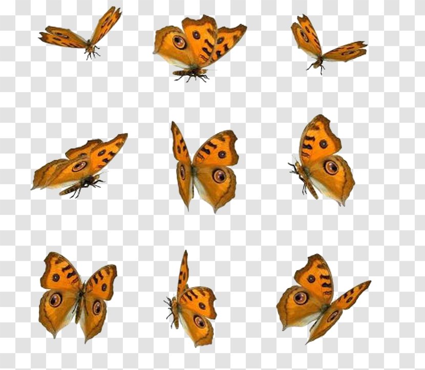 Butterfly Icon - Brush Footed Transparent PNG