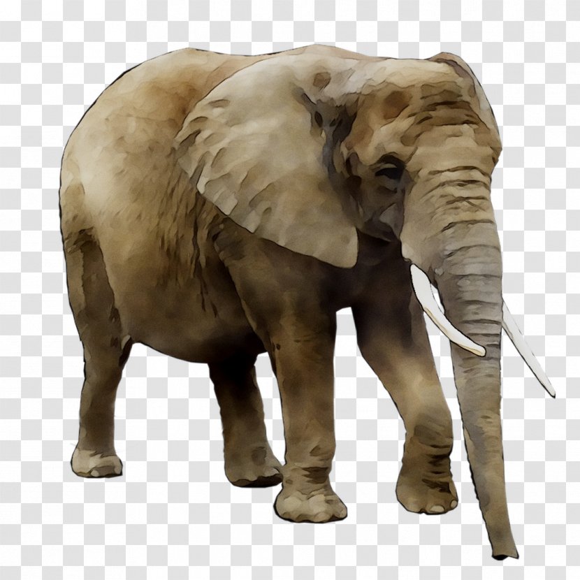 Asian Elephant African Bush Lion - Animal Figure Transparent PNG