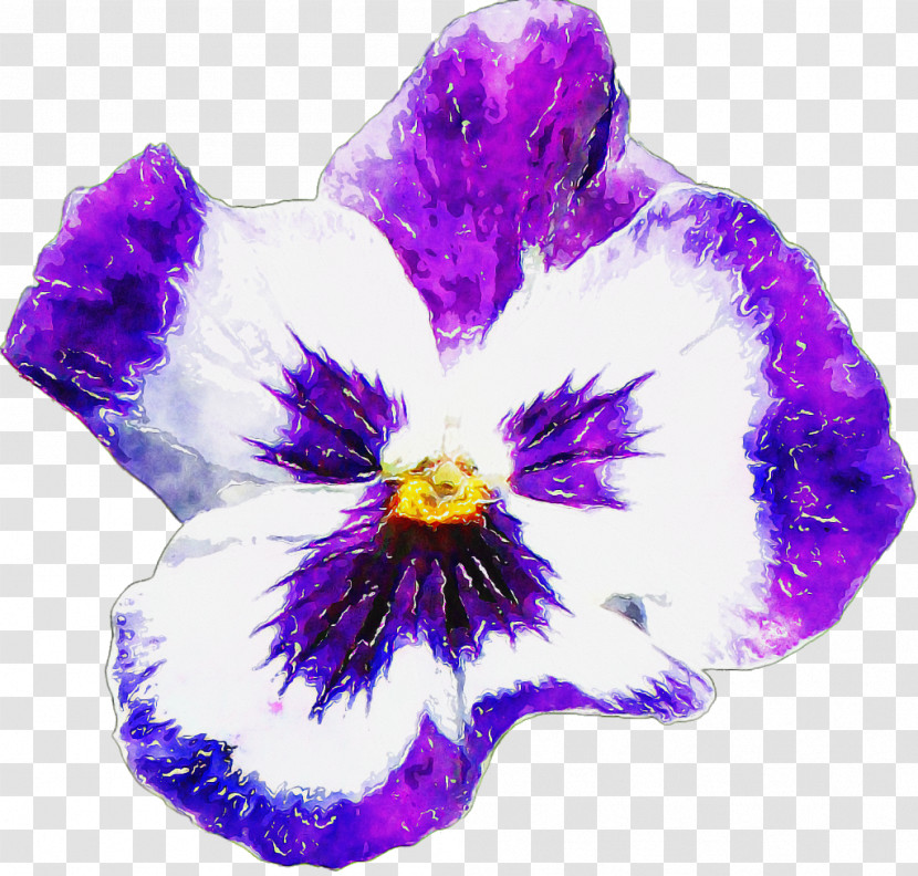 Pansy Flower Lilac Ornamental Plant Orchids Transparent PNG