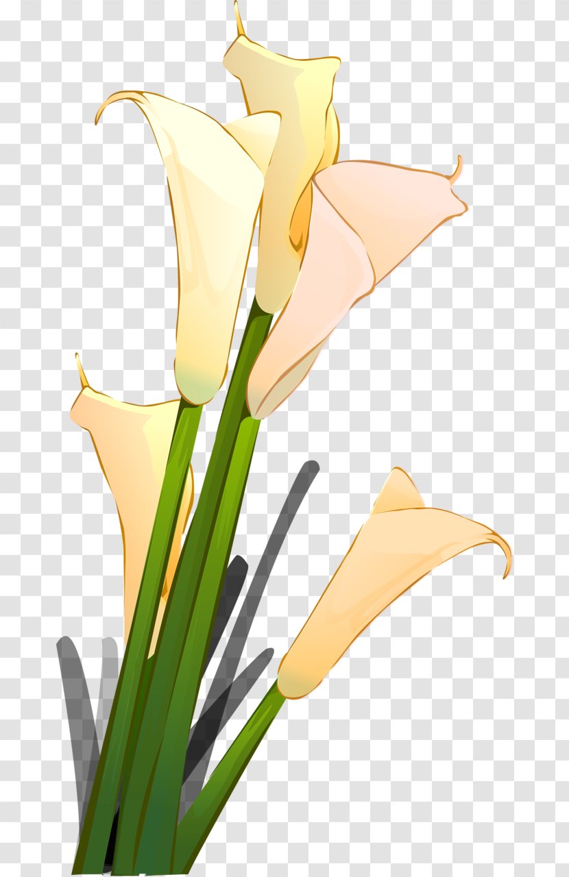 Floral Design Clip Art - Arum - Avatar Transparent PNG